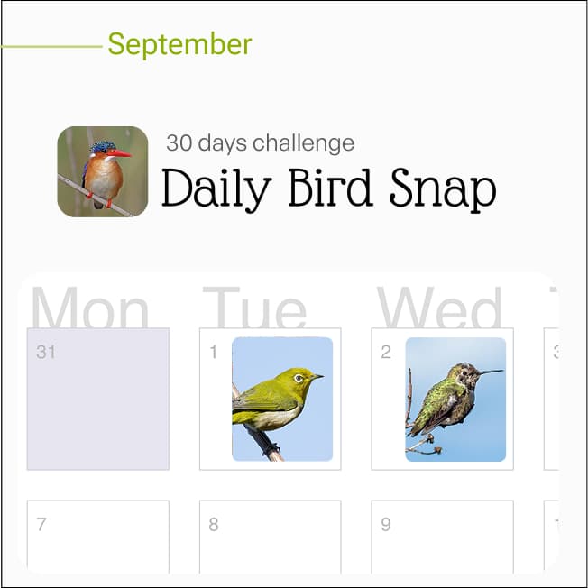 Creative Challenges